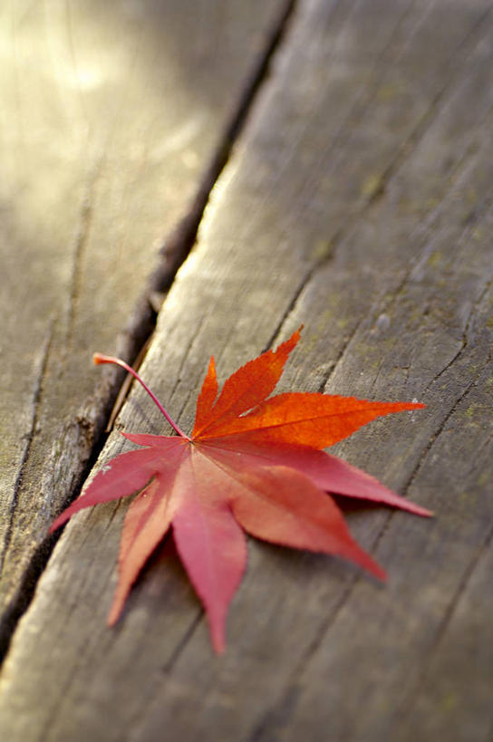 无人,竖图,俯视,室外,特写,白天,桌面,桌子,叶子,一片,阴影,光线,木制,影子,木桌,枫叶,枯叶,落叶,黄色,红色,阳光,木制品,枫树叶,叶,叶片,彩图,高角度拍摄,木桌子