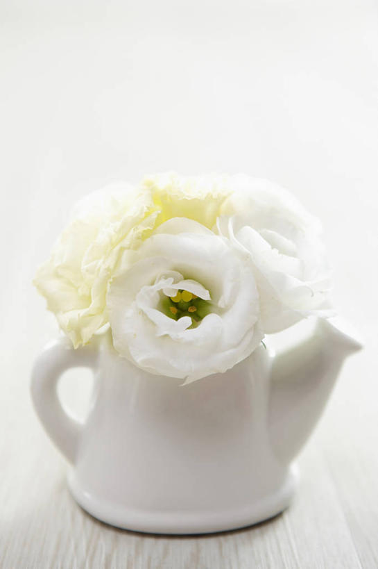 无人,竖图,室内,特写,白天,白色背景,正面,爱情,纯洁,热情,玫瑰,阴影,盛开,反射,壶,影子,陶瓷,玫瑰花,陶瓷制品,浪漫,花蕾,水壶,花,花瓣,花朵,鲜花,白色,茶壶,容器,白玫瑰,花苞,花蕊,温暖,温馨,恩爱,摄影,影棚,和睦,感动,尊敬,天真,刺玫花,徘徊花,彩图,影棚拍摄,拍摄,融洽