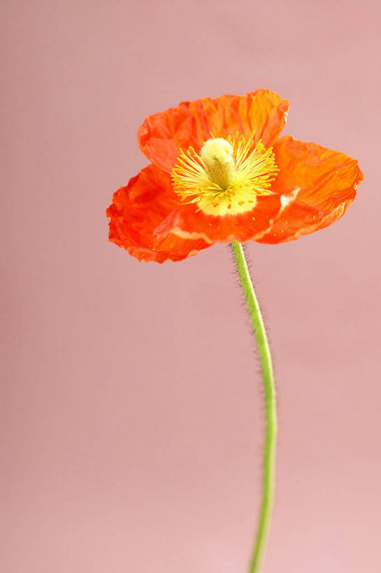 无人,竖图,室内,特写,白天,正面,植物,罂粟,粉色背景,盛开,草药,花蕾,中药,花,花瓣,花朵,鲜花,一朵,红色,花苞,花蕊,摄影,影棚,毒品,药材,中草药,中药材,本草,止痛,镇静,安眠,红罂粟,罂粟花,米囊花,彩图,影棚拍摄,拍摄