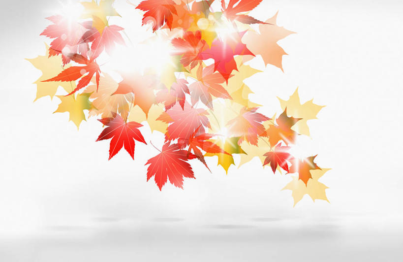 无人,横图,插画,室内,白天,白色背景,正面,数码,科技,秋季,叶子,许多,阴影,网络,枫叶,枯叶,落叶,很多,高光,几何,计算机图形,合成,图画,画,黄色,红色,枫树叶,电脑合成图,数码合成图,合成图,漫画,写实,具体,具象,叶,叶片,秋,秋天,彩图