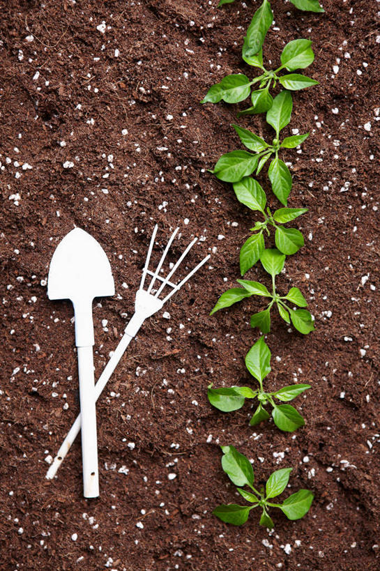 无人,竖图,俯视,室外,特写,白天,植物,叶子,金属制品,一排,许多,阴影,整齐,光线,金属,叉子,铲子,纹理,影子,泥土,土壤,绿叶,很多,排列,一个,绿色,阳光,嫩叶,单个,队列,农具,肌理,耕具,叶,叶片,叶脉,彩图,高角度拍摄,干草叉,手铲