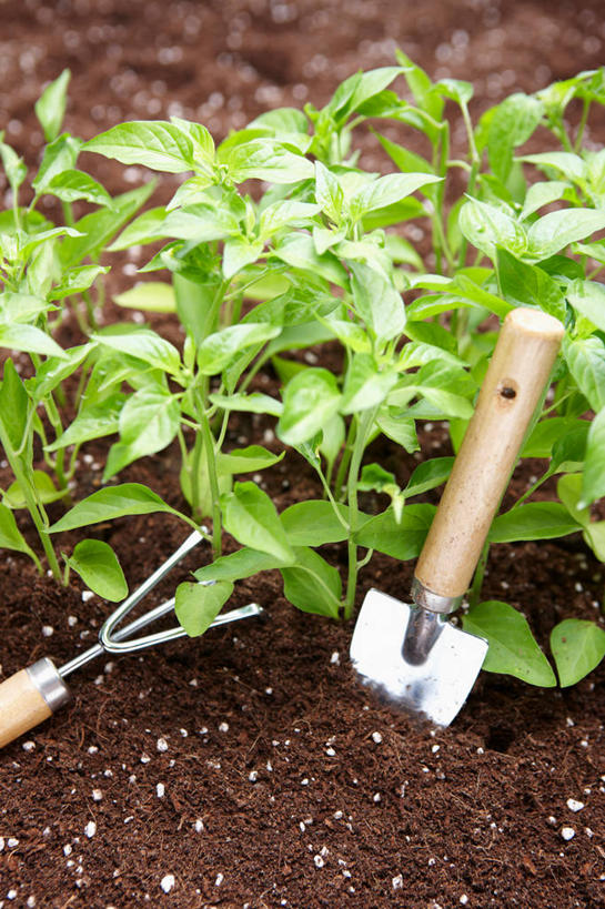 无人,农田,竖图,室内,特写,白天,正面,农业,庄稼,农作物,植物,叶子,金属制品,许多,阴影,朦胧,模糊,光线,金属,叉子,铲子,纹理,影子,泥土,土壤,绿叶,很多,绿色,阳光,嫩叶,农具,肌理,耕具,叶,叶片,叶脉,彩图,耕地,庄稼田,干草叉,手铲