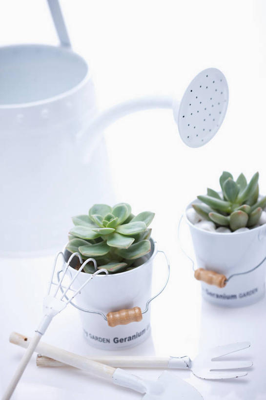 无人,竖图,俯视,室内,特写,白天,白色背景,植物,金属制品,金属,英文,标志,工具,壶,盆栽,文字,字符,字母,盆景,两盆,洒水壶,标识,水壶,绿色,自然,摄影,影棚,生长,成长,英文字母,耙子,农具,浇水壶,耕具,彩图,高角度拍摄,影棚拍摄,拍摄