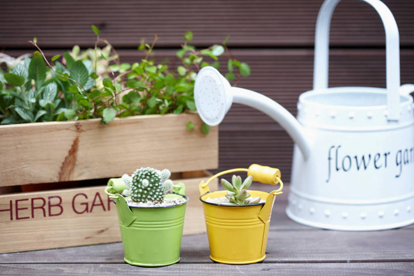 无人,横图,室内,特写,白天,正面,植物,仙人掌,阴影,反射,木制,英文,标志,壶,火焰,盆栽,文字,影子,字符,字母,木箱,草药,盆景,洒水壶,标识,中药,水壶,一个,绿色,自然,木制品,容器,箱子,生长,单个,成长,储藏,英文字母,储存,药材,中草药,中药材,本草,牛舌头,浇水壶,玉芙蓉,仙巴掌,火掌,霸王树,彩图,贮存