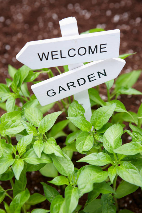 无人,竖图,俯视,室内,特写,白天,植物,指示牌,英文,标志,路标,盆栽,文字,字符,字母,泥土,土壤,盆景,标识,路牌,绿色,自然,生长,成长,英文字母,彩图,高角度拍摄