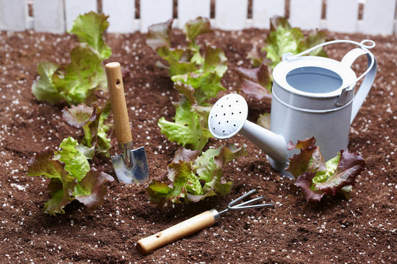 无人,横图,室内,白天,正面,植物,金属制品,阴影,朦胧,模糊,反射,金属,铲子,壶,影子,泥土,土壤,洒水壶,水壶,一个,绿色,自然,生长,单个,成长,浇水壶,彩图,手铲