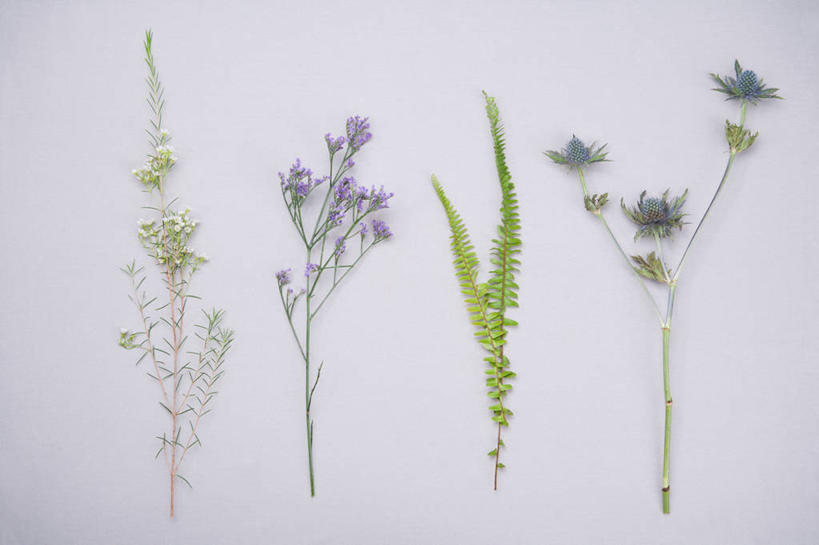 无人,横图,室内,特写,白天,白色背景,正面,爱情,一排,整齐,并列,并排,盛开,浪漫,花蕾,花,花瓣,花朵,鲜花,排列,香草,花苞,花蕊,薰衣草,摄影,影棚,队列,呼吸,平行,灵香草,黄香草,奇迹,彩图,影棚拍摄,拍摄