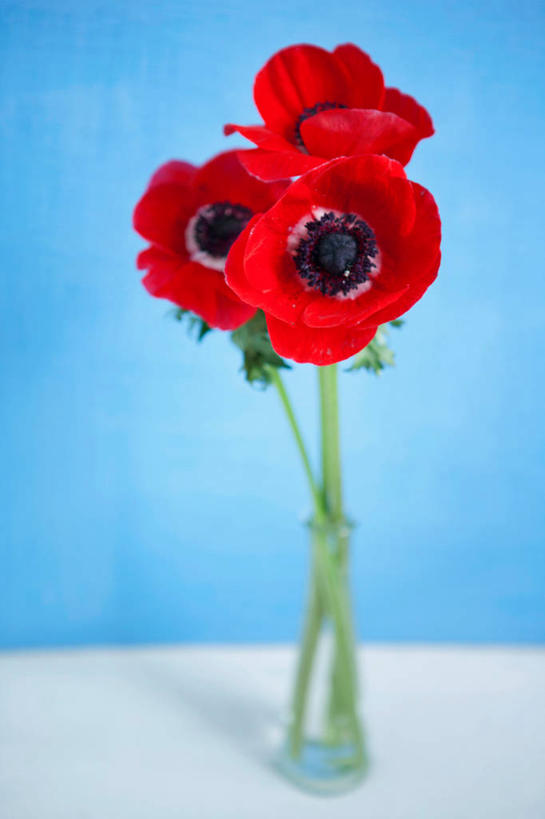 无人,竖图,室内,特写,白天,正面,幸福,智慧,紫罗兰,花瓶,阴影,蓝色背景,艺术,盛开,反射,影子,清凉,花蕾,文化,玻璃制品,花,花瓣,花朵,鲜花,一个,红色,插花,玻璃瓶,瓶子,夏天,花苞,花蕊,摄影,影棚,单个,插花艺术,创造,创作,想象,三色紫罗兰,永恒,质朴,美德,纯爱,草紫罗兰,草桂花,彩图,影棚拍摄,拍摄