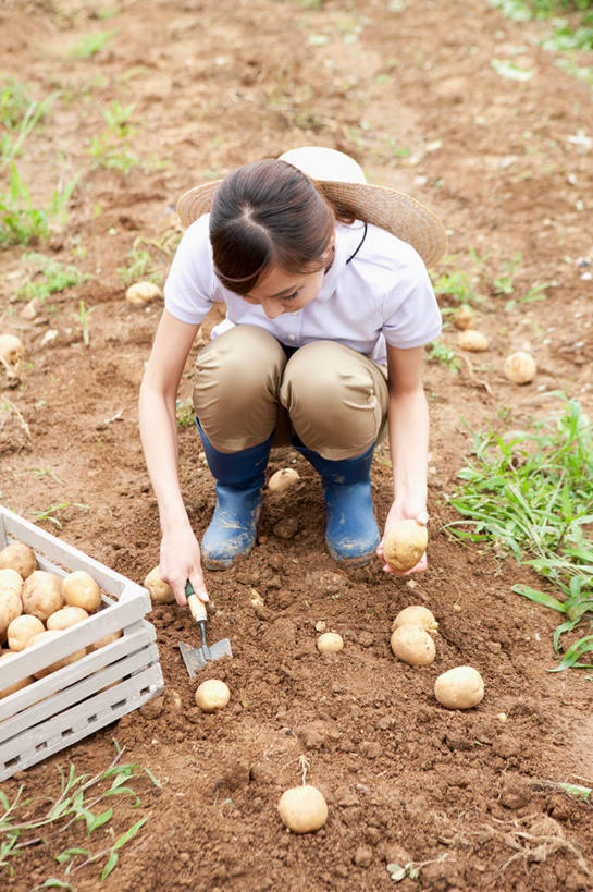 东方人,一个人,农田,蹲,竖图,俯视,室外,白天,庄稼,农作物,蔬菜,土豆,帽子,鞋子,亚洲,仅一个年轻女性,仅一个女性,仅一个人,握,服装,新鲜,木制,草帽,木盒,雨鞋,雨靴,食品,拿,拿着,休闲装,黄种人,靴子,食物,衣服,木制品,容器,低头,休闲,休闲服,握着,服饰,有机食品,绿色食品,储藏,储存,胶鞋,馍馍蛋,年轻女性,女人,女性,亚洲人,洋芋,山药蛋,马铃薯,蹲着,彩图,高角度拍摄,全身,耕地,庄稼田,贮存