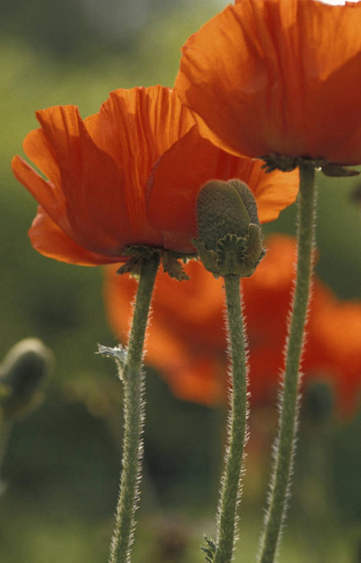 无人,竖图,室外,特写,白天,正面,花海,花圃,美景,植物,罂粟,叶子,阴影,朦胧,模糊,盛开,光线,影子,景观,草药,花蕾,中药,花,花瓣,花朵,花卉,鲜花,绿色,阳光,自然,花丛,花束,花田,花苞,花蕊,景色,毒品,自然风光,药材,中草药,中药材,本草,止痛,镇静,安眠,罂粟花,米囊花,彩图