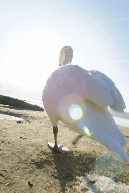 无人,站,竖图,室外,特写,白天,海浪,海洋,沙滩,鸟,野生动物,天鹅,阴影,光线,鸟类,沙子,影子,海岸,浪花,沙地,一只,背面,蓝色,白色,蓝天,天空,阳光,海水,动物,天,站着,可爱,晴朗,海景,万里无云,大海,风浪,海,海水的波动,海滩,近岸浪,涌浪,晴空,晴空万里,鹄,站立,彩图,全身