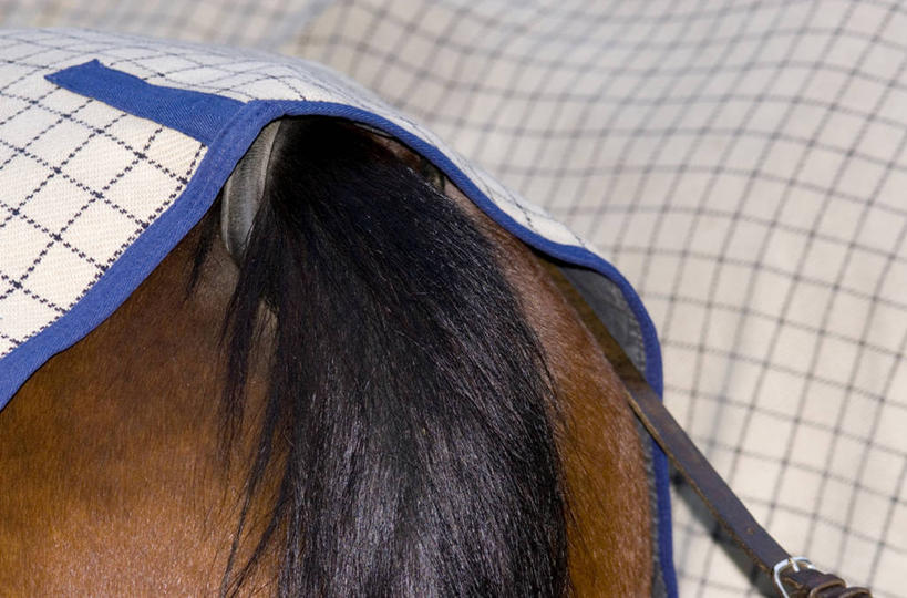 无人,站,横图,室内,特写,白天,马,野生动物,花纹,布,图案,布纹,一匹,背面,动物,站着,运输,牲畜,布匹,站立,半身,彩图