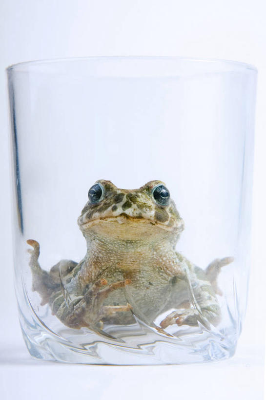 无人,蹲,竖图,室内,特写,白天,白色背景,正面,蟾蜍,野生动物,杯子,注视,玻璃制品,一个,一只,动物,水杯,观察,看,摄影,活泼,影棚,单个,观看,察看,关注,蟾,玻璃杯,癞蛤蟆,蛤蟆,蹲着,抬头,仰头,彩图,全身,影棚拍摄,拍摄