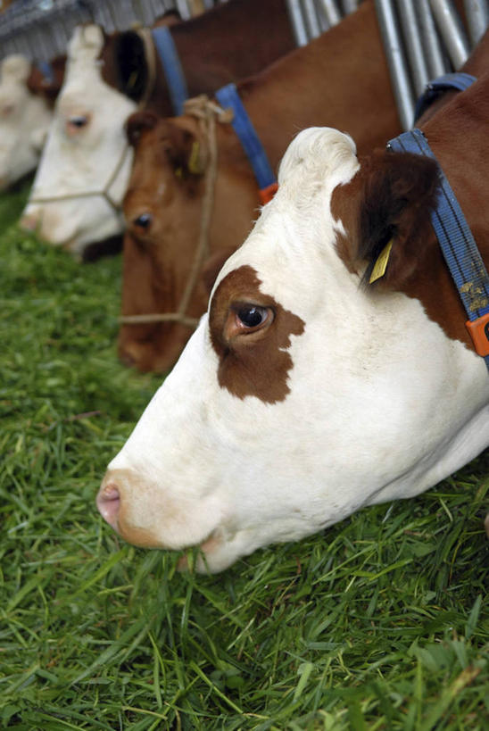 头,无人,栏杆,站,吃,竖图,室内,白天,侧面,草地,植物,牛,瑞士,欧洲,三只,花纹,房屋,屋子,围栏,马厩,乳牛,注视,护栏,草,绿色,动物,观察,看,站着,家畜,牲畜,观看,马棚,察看,关注,斑纹,中欧,瑞士联邦,头部,奶牛,嚼,食,站立,半身,彩图,房子,养马