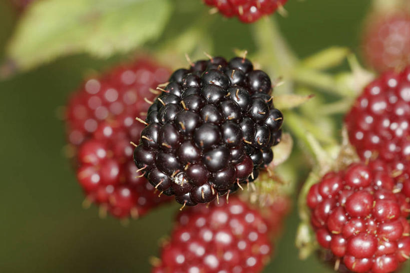 无人,横图,室外,特写,白天,正面,美景,植物,黑莓,水果,叶子,阴影,朦胧,模糊,新鲜,光线,纹理,影子,景观,生食,食品,果实,绿叶,枝条,树,树木,树枝,食物,绿色,阳光,自然,嫩叶,景色,有机食品,绿色食品,生长,成长,自然风光,山莓,树莓,三月泡,四月泡,山抛子,刺葫芦,悬钩子,馒头菠,高脚菠,龙船泡,泡儿刺,肌理,露莓,虬枝,枝杈,叶,叶片,叶脉,彩图