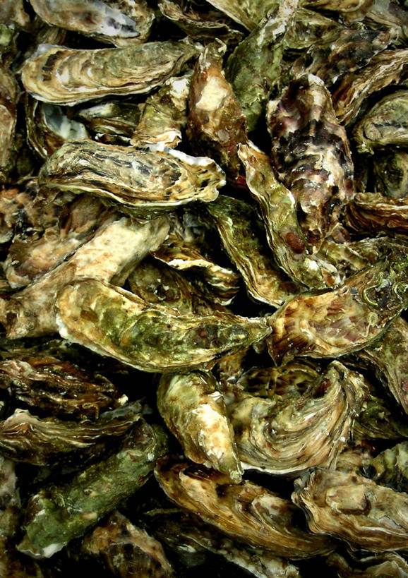 无人,竖图,俯视,室内,特写,白天,购物,消费,贝壳,一堆,许多,堆叠,堆积,集市,市场,很多,金融,堆,选购,贸易,贝类外壳,海螺壳,软体动物外壳,彩图,高角度拍摄,鱼市