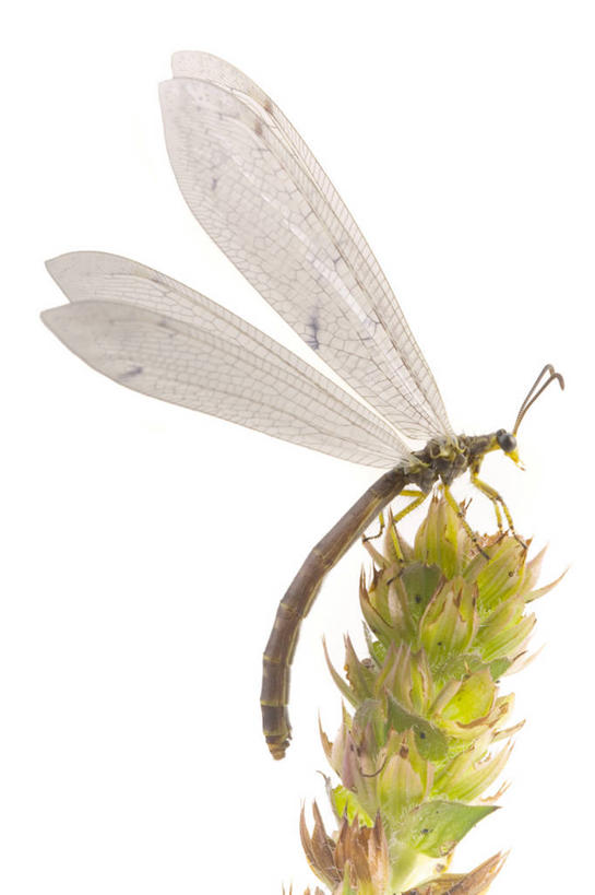 无人,竖图,室内,特写,白天,白色背景,侧面,伸展,张开,展翅,盛开,翅膀,昆虫,花蕾,注视,停留,花,花瓣,花朵,鲜花,一朵,一只,动物,花苞,花蕊,观察,看,摄影,影棚,观看,停止,察看,关注,张开翅膀,害虫,逗留,停顿,展开翅膀,蚁狮,彩图,全身,影棚拍摄,拍摄,蚁蛉