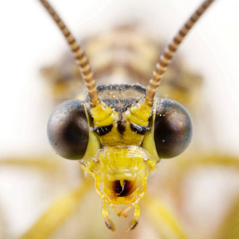 无人,方图,室内,特写,白天,白色背景,正面,野生动物,朦胧,模糊,昆虫,蚂蚁,注视,停留,一只,动物,观察,看,可爱,摄影,活泼,影棚,观看,停止,察看,关注,蚁,玄驹,益虫,逗留,停顿,半身,彩图,影棚拍摄,拍摄