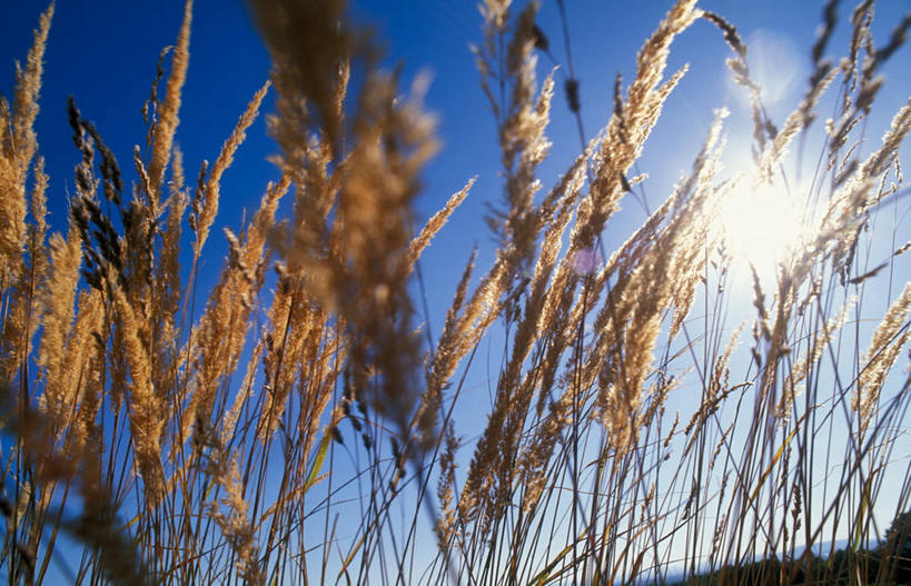 无人,横图,室外,特写,白天,仰视,美景,植物,阴影,光线,影子,景观,草,蓝色,绿色,蓝天,天空,阳光,自然,天,景色,生长,晴朗,成长,自然风光,万里无云,滨草,晴空,晴空万里,彩图,低角度拍摄