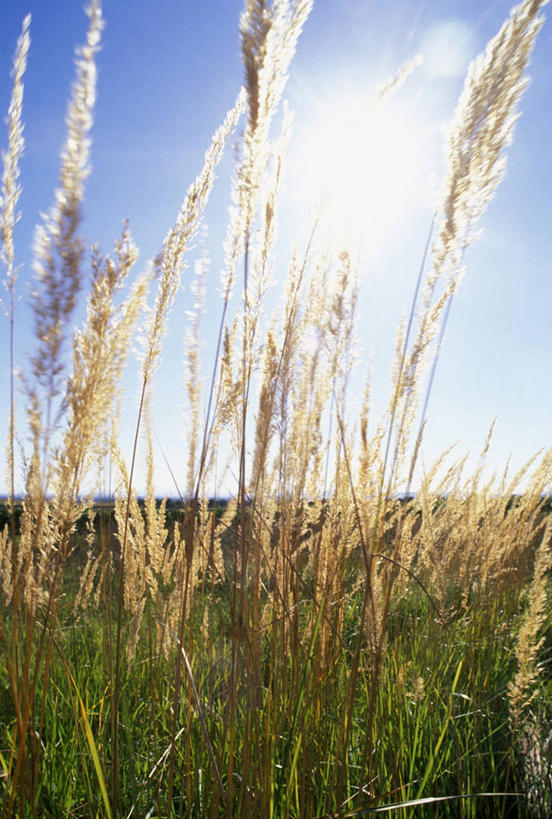 无人,竖图,室外,白天,正面,旅游,度假,美景,植物,阴影,盛开,光线,影子,景观,花蕾,娱乐,草,花,花瓣,花朵,鲜花,蓝色,绿色,蓝天,天空,阳光,自然,天,花苞,花蕊,享受,休闲,景色,放松,生长,晴朗,成长,自然风光,万里无云,滨草,晴空,晴空万里,彩图