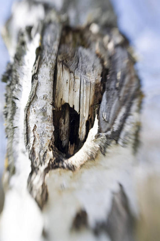 无人,竖图,室外,特写,白天,正面,美景,植物,阴影,朦胧,模糊,光线,影子,景观,树桩,树,树干,树木,绿色,阳光,自然,木桩,景色,白桦,生长,成长,自然风光,桦树,桦皮树,桦木,彩图
