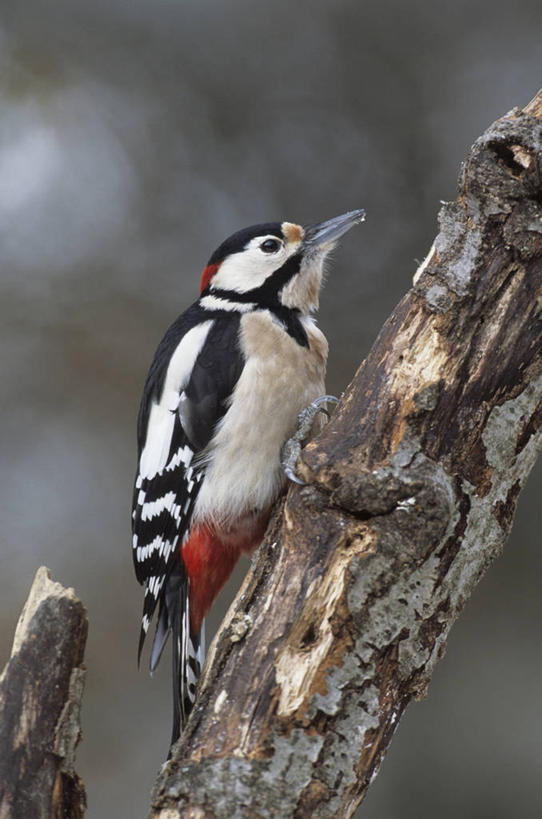 无人,站,竖图,室外,白天,仰视,美景,植物,鸟,啄木鸟,朦胧,模糊,鸟类,景观,树桩,注视,树,树干,树木,一只,绿色,自然,观察,看,站着,木桩,景色,生长,成长,观看,察看,关注,自然风光,森林医生,站立,彩图,低角度拍摄,全身,益鸟