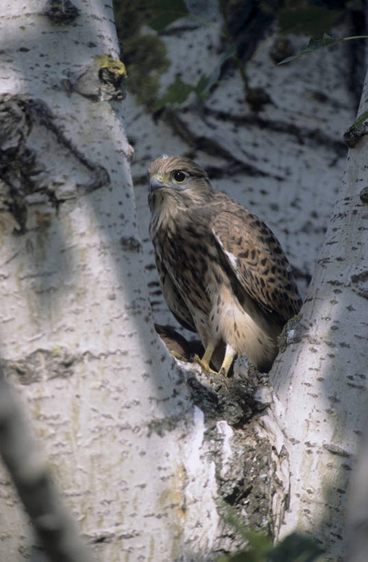 无人,站,竖图,室外,白天,正面,石头,美景,鸟,野生动物,阴影,光线,鸟类,石子,影子,景观,注视,一只,阳光,自然,动物,观察,看,站着,景色,观看,察看,关注,自然风光,凶猛,茶隼,红隼,红鹞子,隼,残暴,凶残,石块,岩石,鸮,站立,彩图,全身