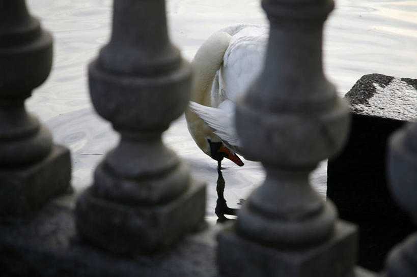 无人,栏杆,站,横图,俯视,室外,白天,美景,鸟,野生动物,天鹅,朦胧,模糊,鸟类,池塘,景观,水池,围栏,注视,护栏,一只,自然,动物,低头,观察,看,站着,景色,可爱,观看,察看,关注,自然风光,垂头,鹄,站立,半身,彩图,高角度拍摄