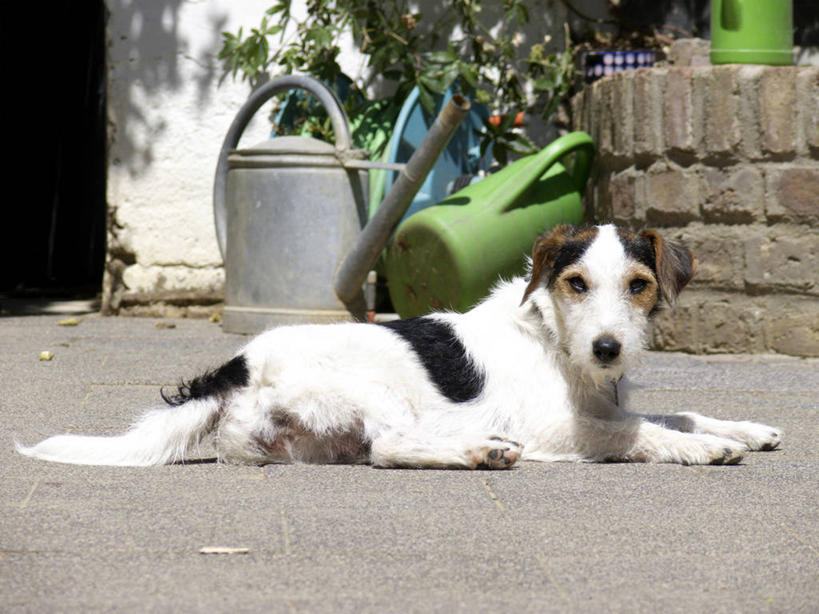 无人,横图,室外,白天,侧面,植物,宠物,狗,阴影,光线,腊肠犬,壶,影子,墙,洒水壶,扭头,注视,腊肠狗,墙壁,墙面,水壶,一只,绿色,阳光,自然,动物,观察,看,趴着,转头,可爱,生长,成长,观看,察看,关注,忠诚,浇水壶,犬,趴,彩图,全身,刚毛腊肠犬