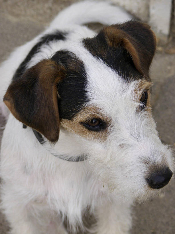 头,无人,竖图,俯视,室外,特写,白天,宠物,狗,腊肠犬,注视,腊肠狗,一只,动物,观察,看,可爱,观看,察看,关注,忠诚,头部,犬,半身,彩图,高角度拍摄,刚毛腊肠犬