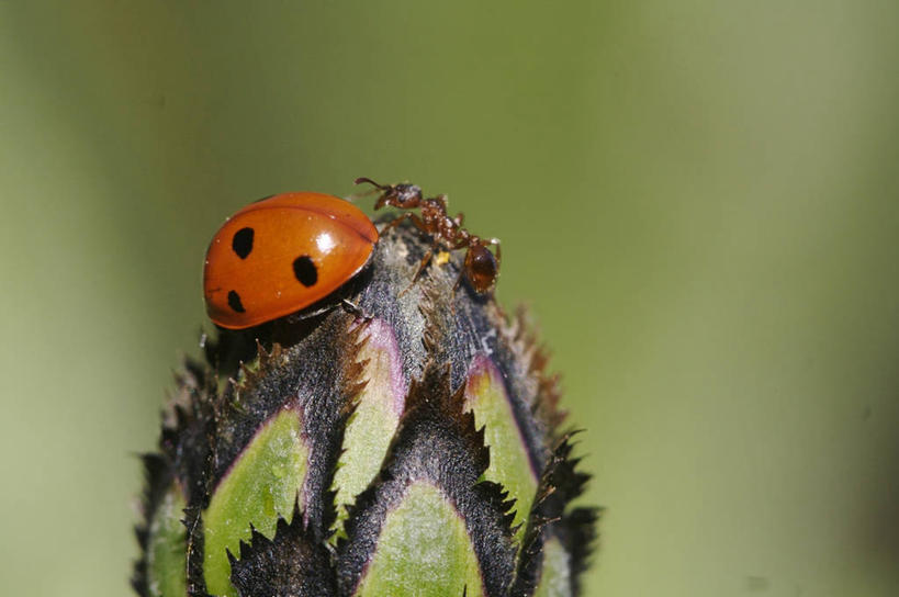 无人,横图,室外,特写,白天,侧面,幸福,美景,野生动物,瓢虫,阴影,朦胧,模糊,盛开,光线,昆虫,蚂蚁,影子,斑点,景观,花蕾,花,花瓣,花朵,鲜花,一朵,阳光,自然,动物,花苞,花蕊,趴着,两只,菊花,景色,可爱,活泼,优雅,纤细,自然风光,矢车菊,蚁,玄驹,益虫,忠诚,再生,蓝芙蓉,荔枝菊,思念,热爱,趴,彩图,全身
