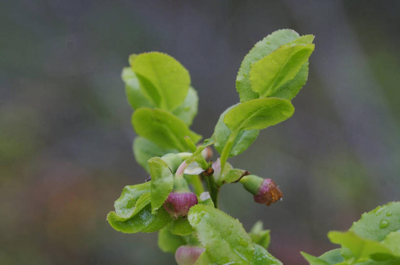 无人,横图,室外,特写,白天,正面,植物,浆果,蓝莓,水果,叶子,阴影,朦胧,模糊,新鲜,光线,纹理,影子,生食,食品,果实,绿叶,食物,绿色,阳光,嫩叶,有机食品,绿色食品,肌理,叶,叶片,叶脉,山都柿,蓝浆果,蓝靛果,彩图,都柿,笃斯