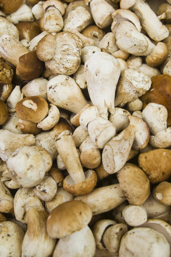 无人,竖图,俯视,室内,特写,白天,蔬菜,一堆,许多,堆叠,堆积,新鲜,菌菇,食品,很多,菌类,食物,食用菌,有机食品,绿色食品,堆,真菌,牛肝菌,彩图,高角度拍摄