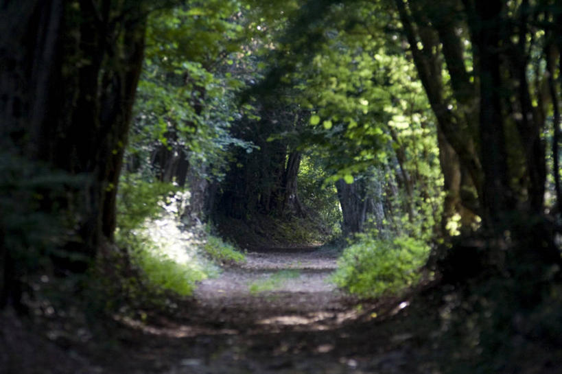 无人,横图,室外,白天,正面,旅游,度假,草地,草坪,美景,树林,植物,道路,路,欧洲,克罗地亚,阴影,光线,影子,景观,小路,交通,娱乐,草,树,树木,绿色,阳光,自然,享受,休闲,景色,放松,生长,成长,自然风光,克罗地亚共和国,伊斯特利亚省,伊斯特利亚,彩图