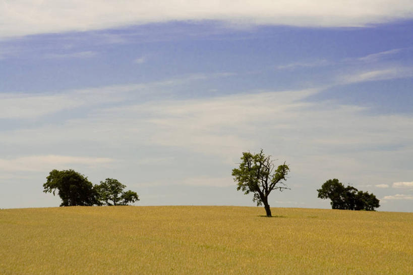 无人,农田,横图,室外,白天,正面,旅游,度假,庄稼,农作物,美景,柳树,阴影,光线,影子,景观,云,云朵,云彩,娱乐,垂柳,蓝色,白云,蓝天,天空,阳光,自然,天,享受,休闲,景色,放松,晴朗,自然风光,倒挂柳,晴空,垂枝柳,彩图,耕地,庄稼田