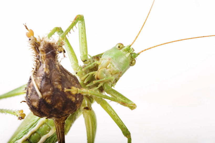 头,无人,横图,室内,特写,白天,白色背景,正面,植物,阴影,反射,昆虫,影子,注视,一只,绿色,自然,动物,观察,看,趴着,搭,摄影,影棚,生长,成长,观看,察看,搭着,关注,蝗虫,蚂蚱,害虫,头部,趴,半身,彩图,影棚拍摄,拍摄