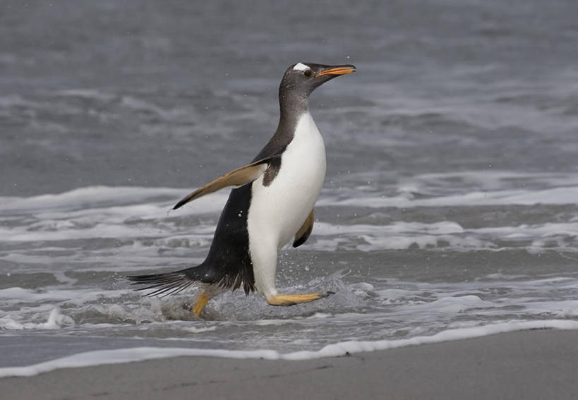 无人,走,横图,室外,白天,侧面,海浪,海洋,美景,沙滩,企鹅,野生动物,英国,欧洲,沙子,海岸,景观,浪花,沙地,注视,英格兰,一只,自然,海水,动物,观察,看,景色,可爱,活泼,观看,察看,西欧,关注,自然风光,大不列颠,海景,大不列颠及北爱尔兰联合王国,巴布亚企鹅,白眉企鹅,金图企鹅,英吉利,福克兰群岛,大海,风浪,海,海水的波动,海滩,近岸浪,涌浪,步行,走路,彩图,全身,大不列颠王国,大英帝国,联合王国,日不落帝国