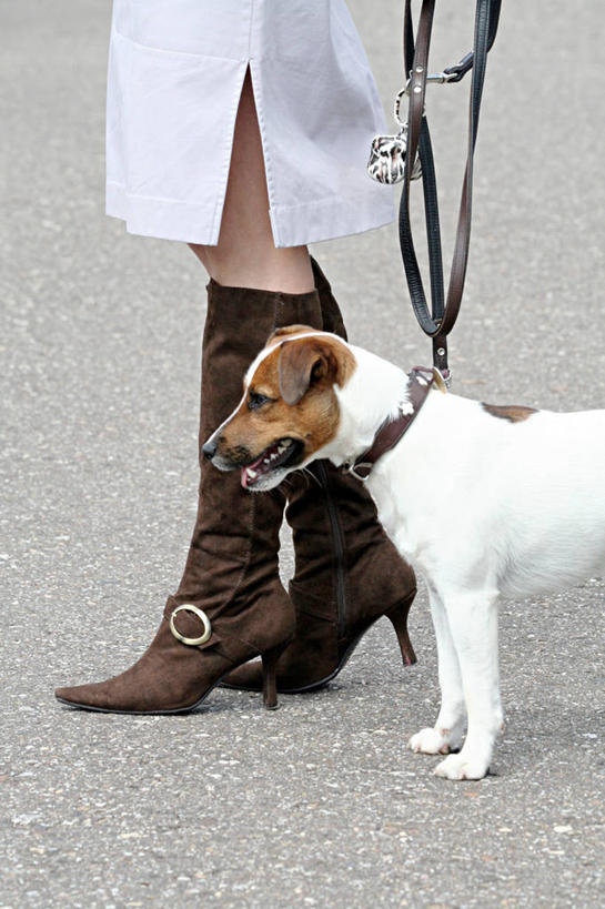 西方人,一个人,站,竖图,室外,白天,侧面,裙子,道路,路,公路,宠物,狗,鞋子,欧洲,欧洲人,仅一个年轻女性,仅一个女性,仅一个人,阴影,连衣裙,光线,影子,梗犬,交通,狗绳,靴子,一只,阳光,动物,绳子,站着,可爱,绳索,牛仔靴,狗链,牵引绳,忠诚,年轻女性,女人,女性,白种人,项圈,马路,犬,站立,半身,彩图,狗链子,狗项圈