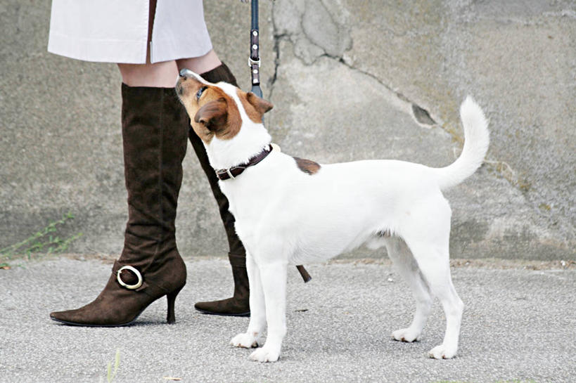 西方人,一个人,站,横图,室外,白天,侧面,裙子,道路,路,公路,宠物,狗,鞋子,欧洲,欧洲人,仅一个年轻女性,仅一个女性,仅一个人,阴影,连衣裙,光线,影子,梗犬,交通,狗绳,注视,靴子,一只,阳光,动物,绳子,观察,看,站着,可爱,观看,绳索,察看,关注,牛仔靴,狗链,牵引绳,忠诚,年轻女性,女人,女性,白种人,项圈,马路,犬,抬头,仰头,站立,半身,彩图,狗链子,狗项圈