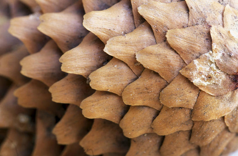 无人,横图,室内,特写,白天,正面,阴影,反射,纹路,纹理,影子,坚果,果实,松果,一个,干果,单个,松塔,肌理,彩图