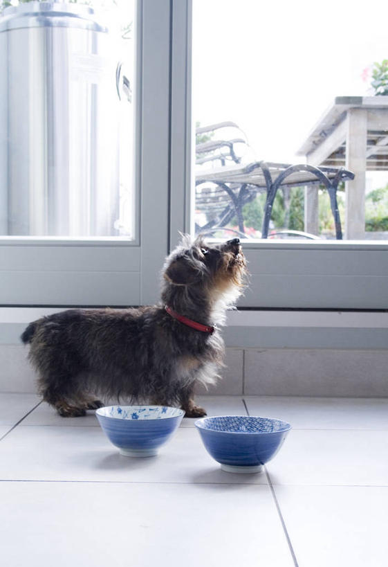 无人,站,竖图,室内,白天,侧面,窗户,落地窗,宠物,狗,阴影,反射,影子,塑料,注视,玻璃窗,两个,一只,动物,容器,塑料制品,碗,观察,看,站着,可爱,观看,储藏,察看,储存,关注,忠诚,犬,抬头,仰头,站立,彩图,全身,狗碗,贮存