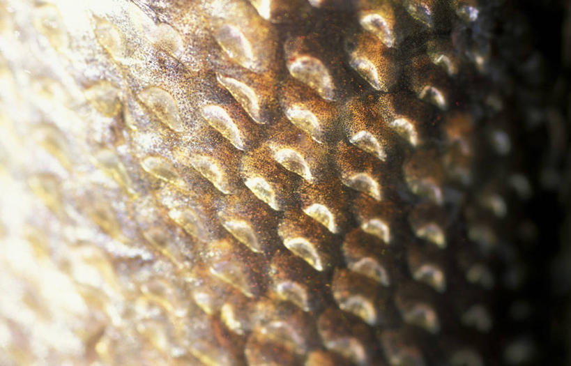 无人,横图,室内,特写,白天,正面,石头,阴影,朦胧,模糊,遗迹,反射,纹路,化石,石子,纹理,影子,肌理,遗体,古生物,石块,岩石,彩图