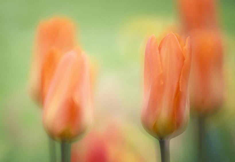 无人,横图,室外,特写,白天,正面,爱情,花海,花圃,美景,植物,郁金香,叶子,欧洲,克罗地亚,阴影,朦胧,模糊,盛开,光线,影子,景观,祝福,花蕾,花,花瓣,花朵,花卉,鲜花,绿色,阳光,自然,花丛,花束,花田,花苞,花蕊,橙色,景色,表白,自然风光,荣誉,首府,永恒,克罗地亚共和国,斯普利特,斯普利特.达尔马提亚县,郁香,洋荷花,草麝香,彩图