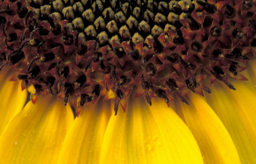 无人,横图,室外,特写,白天,正面,微距,爱情,幸福,太阳,向日葵,盛开,纹路,纹理,花蕾,花,花瓣,花朵,鲜花,一朵,黄色,花苞,花蕊,光辉,沉默,忠诚,肌理,勇敢,投缘,爱慕,高傲,朝阳花,葵花,望日莲,向阳花,转日莲,彩图,微距摄影