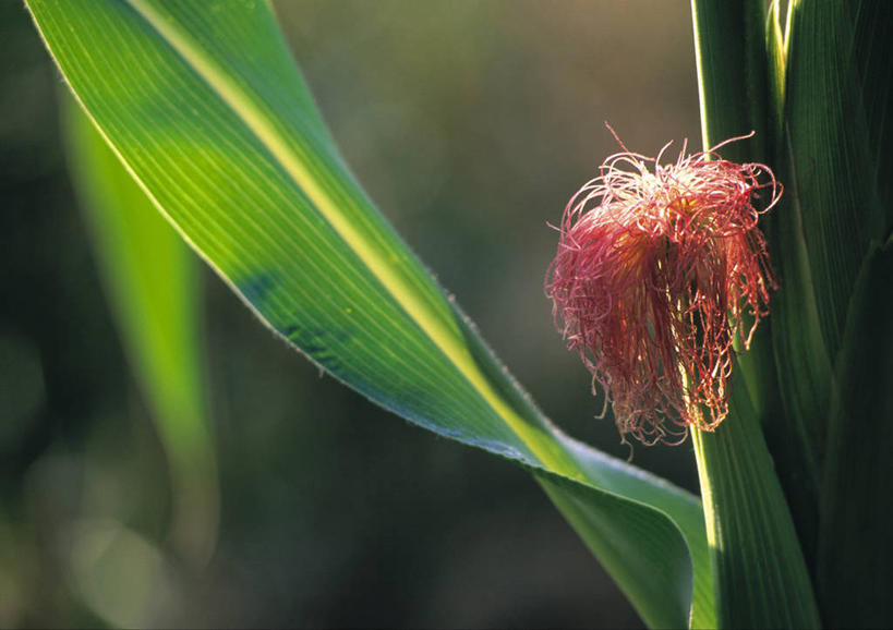 无人,农田,横图,室外,特写,白天,正面,庄稼,农作物,美景,植物,叶子,阴影,朦胧,模糊,光线,纹理,影子,景观,绿叶,绿色,阳光,自然,嫩叶,景色,自然风光,肌理,叶,叶片,叶脉,玉米田,彩图,耕地,庄稼田,棒子毛,五蜀黍蕊,玉麦须,玉米须