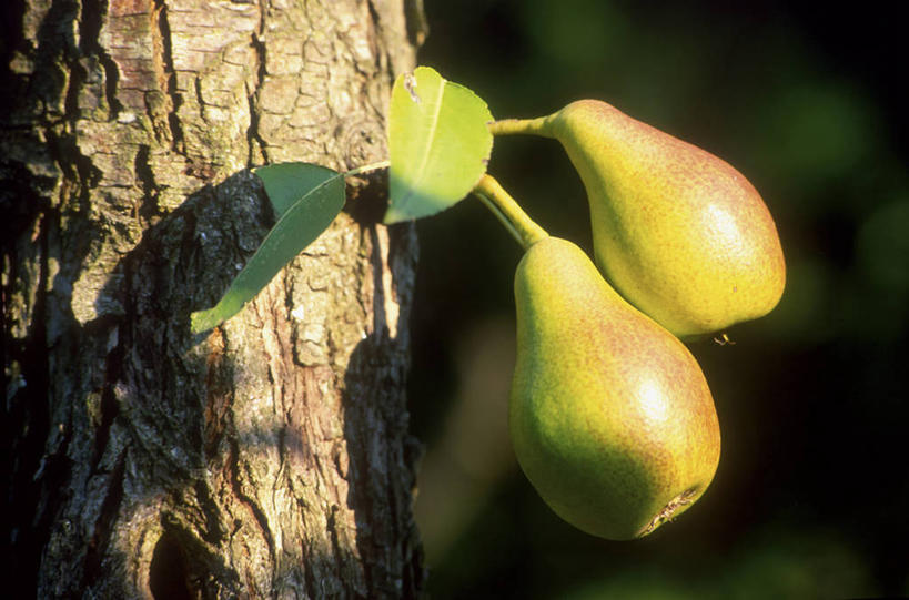 无人,横图,室外,特写,白天,正面,植物,梨,水果,阴影,朦胧,模糊,新鲜,光线,影子,生食,食品,果实,果树,树桩,树,树干,树木,食物,两个,绿色,阳光,自然,木桩,香梨,有机食品,绿色食品,生长,成长,梨树,生梨,彩图