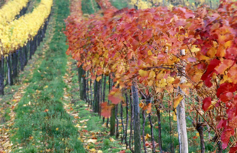 无人,果园,横图,室外,白天,正面,草地,草坪,美景,秋季,田园,植物,一排,许多,阴影,整齐,并列,并排,光线,影子,景观,很多,葡萄园,架子,草,排列,绿色,阳光,自然,庄园,景色,支撑,固定,队列,自然风光,平行,葡萄架,秋,秋天,彩图