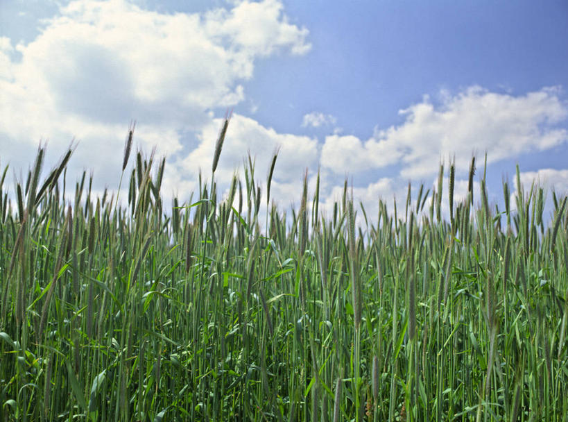无人,农田,横图,室外,白天,正面,庄稼,农作物,美景,阴影,光线,影子,景观,云,云朵,云彩,蓝色,白云,蓝天,天空,阳光,自然,天,景色,晴朗,自然风光,晴空,玉米田,彩图,耕地,庄稼田