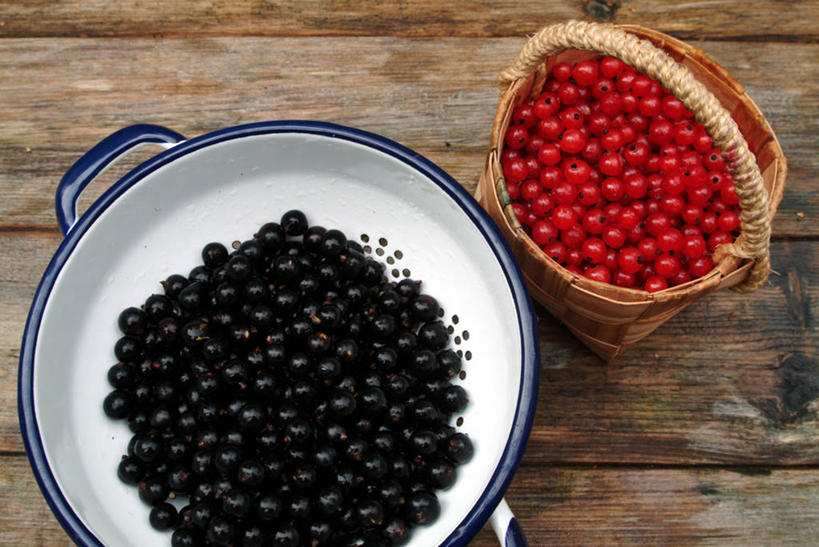 无人,交叉,横图,俯视,室外,特写,白天,桌面,桌子,竹子,浆果,黑加仑,水果,一堆,许多,堆叠,堆积,竹制,新鲜,编织,木制,篮子,陶瓷,木桌,生食,食品,果实,篮,陶瓷制品,很多,食物,红色,黑色,木制品,容器,碗,有机食品,绿色食品,储藏,竹条,堆,交织,竹制品,储存,红醋栗,穿插,黑穗醋栗,黑豆果,黑醋栗,醋栗,彩图,高角度拍摄,红茶藨子,红加仑,木桌子,贮存