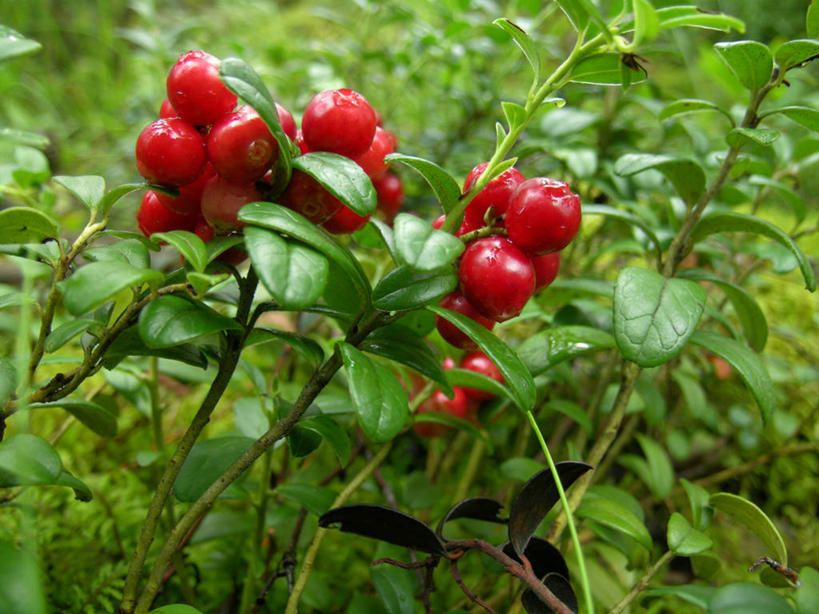 无人,农田,横图,室外,白天,正面,旅游,度假,庄稼,农作物,美景,浆果,水果,欧洲,新鲜,景观,生食,食品,果实,娱乐,食物,自然,享受,休闲,景色,放松,有机食品,绿色食品,斯堪的纳维亚,自然风光,北欧,斯堪的那维亚,斯堪的那维亚半岛,斯堪的纳维亚半岛,红醋栗,醋栗,彩图,耕地,庄稼田,红茶藨子,红加仑